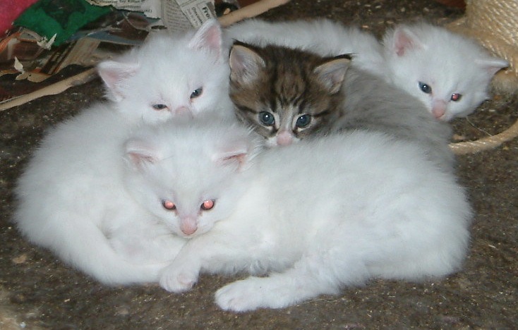 2013-05-25 01-E Anna Katja's with Thorolf and Siblings