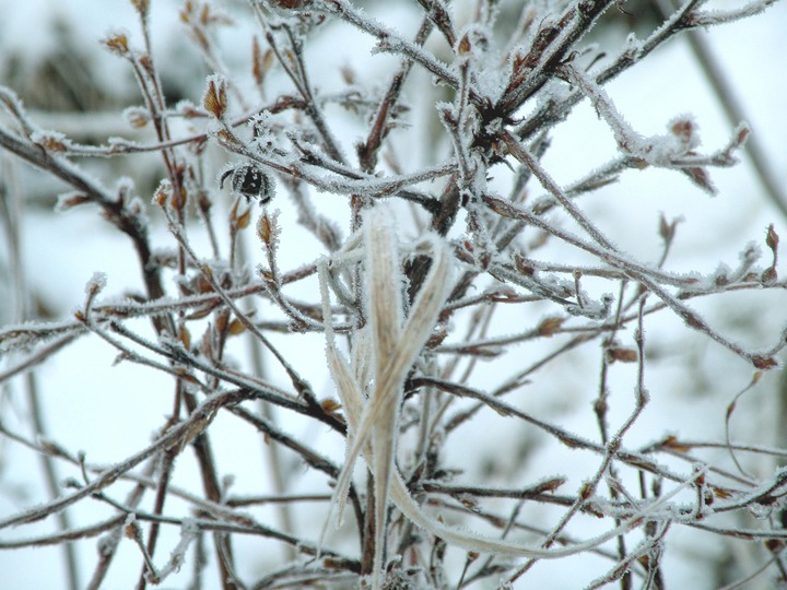 21-12-2010 5224 Snow