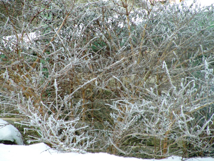 21-12-2010 5239 Snow