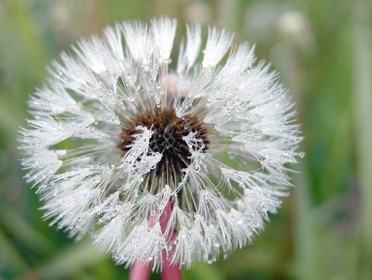 Dandelion Seed