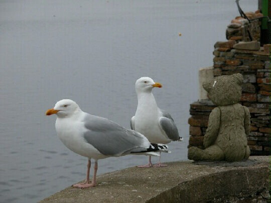 gulls