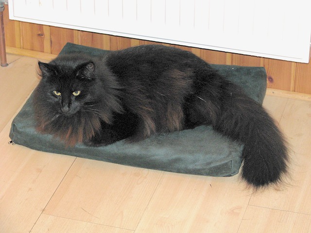 Memla 2008-02-23 53