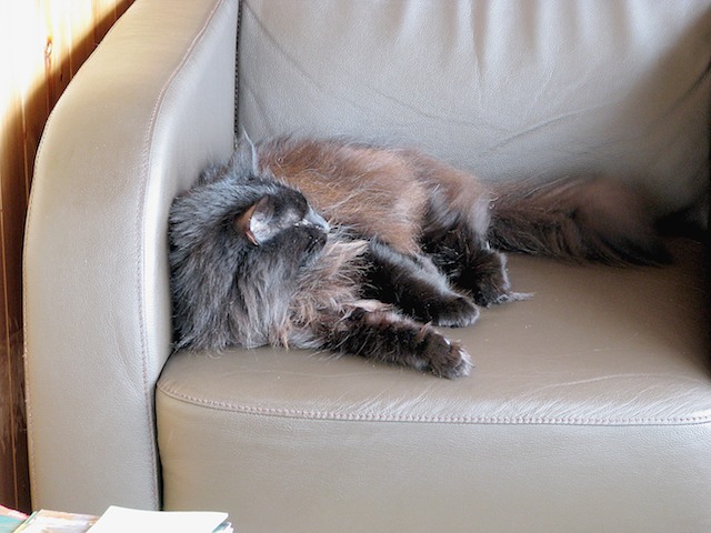 Memla 2008-06-20 03