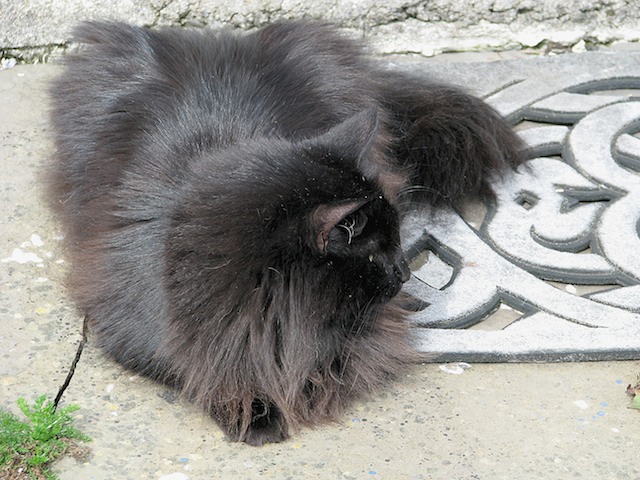 Memla 2008-07-13 19