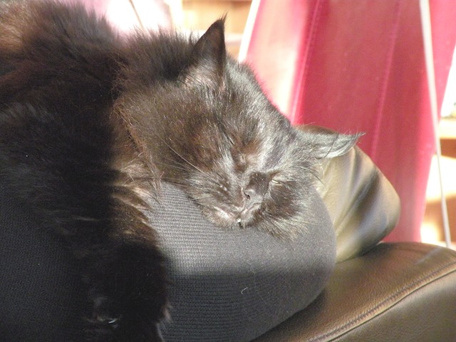 Memla 2008-11-28 11