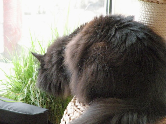 Memla 2009-04-10 03