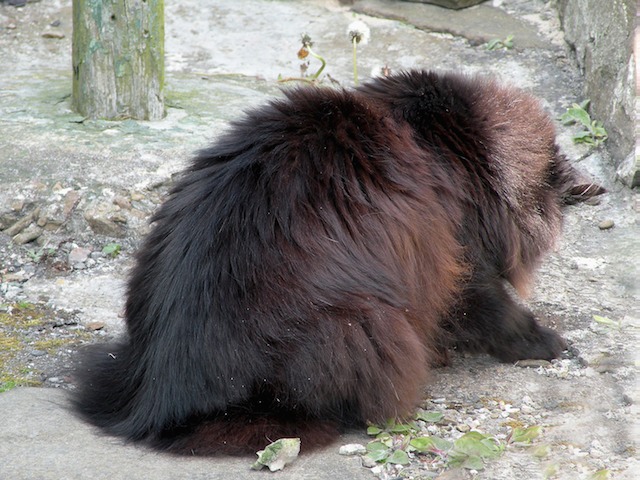 Memla 2009-05-31 682