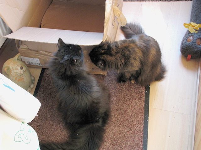Memla & Ziza 2008-02-13 48