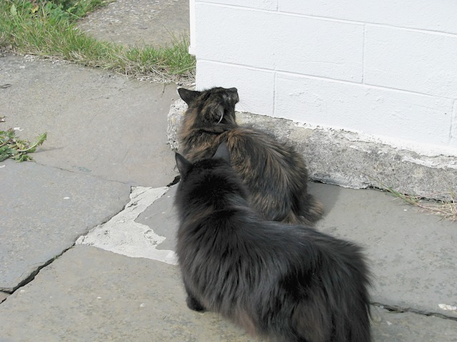Memla & Ziza 2008-07-13 20