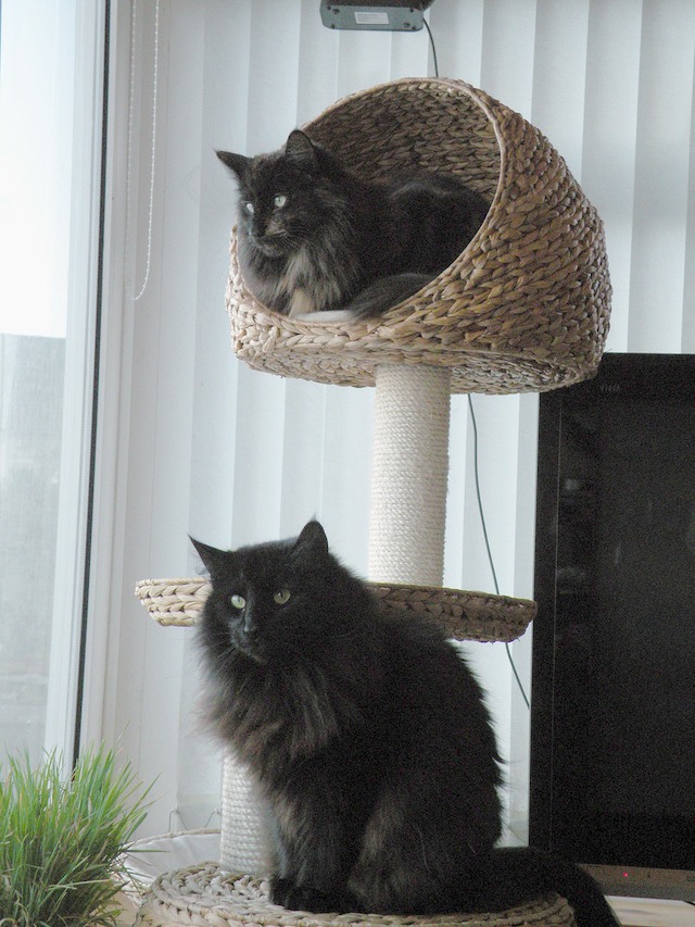 Memla & Ziza 2009-05-14 577