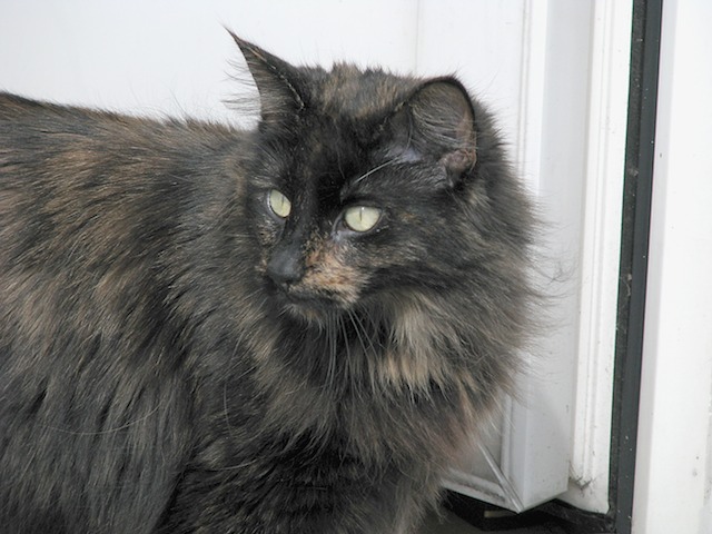 Ziza 2008-07-13 18