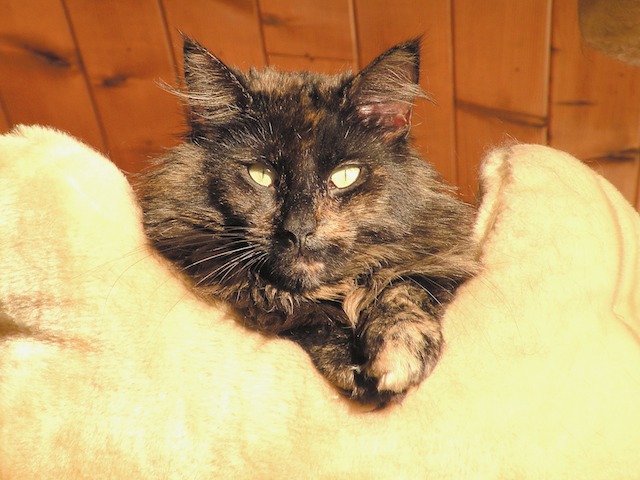 Ziza 2008-11-28 09