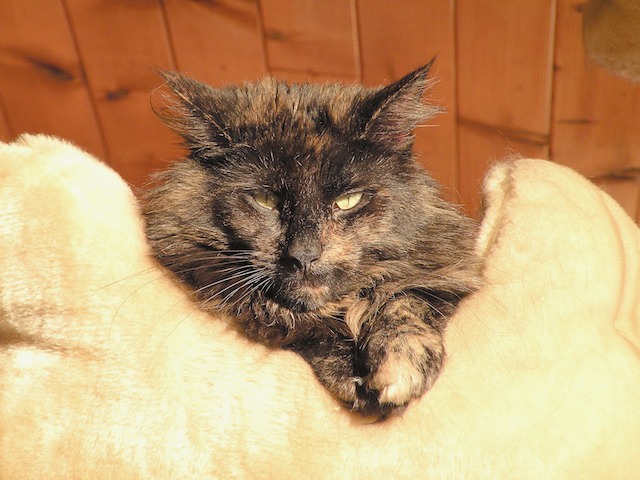 Ziza 2008-11-28 10