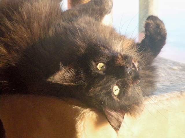 Ziza 2008-12-31 06