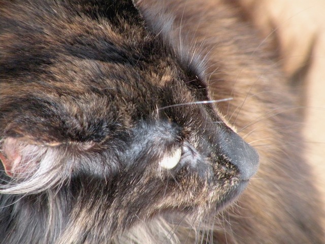 Ziza 2009-08-06  01