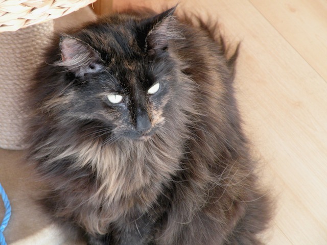 Ziza 2009-08-06  02