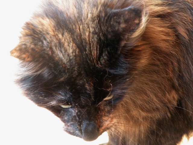 Ziza 2009-09-18 96